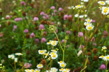çiçekler, alan, çayır, papatyalar, karahindiba, çim, mera, yabani ot