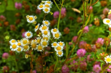 çiçekler, alan, çayır, papatyalar, karahindiba, çim, mera, yabani ot