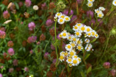 çiçekler, alan, çayır, papatyalar, karahindiba, çim, mera, yabani ot