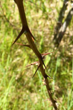 Şube, dikenler, gül, Filiz, dal, çalılar