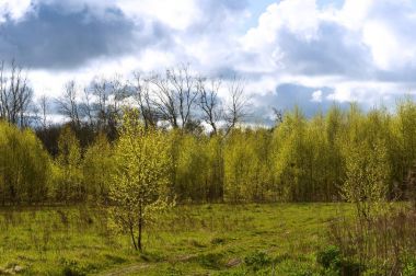 manzara, gökyüzü, orman, bulutlar, yeşil, ağaçlar, bahar, yaz, ülke