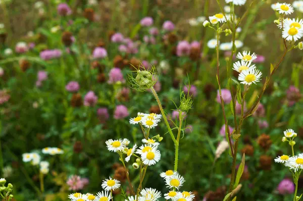 çiçekler, alan, çayır, papatyalar, karahindiba, çim, mera, yabani ot