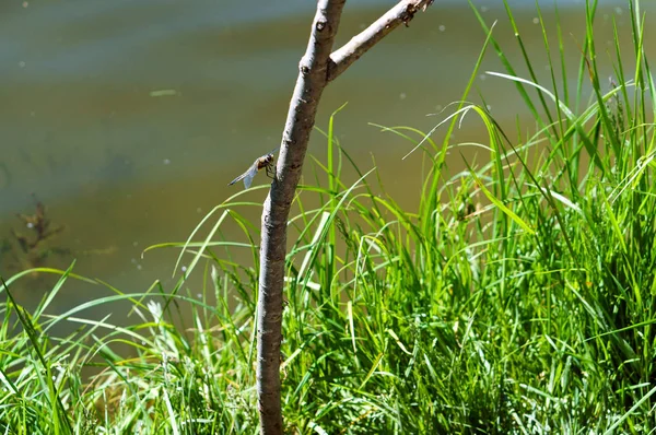 Verano, lago, libélula, rama, estanque, proceso — Foto de Stock
