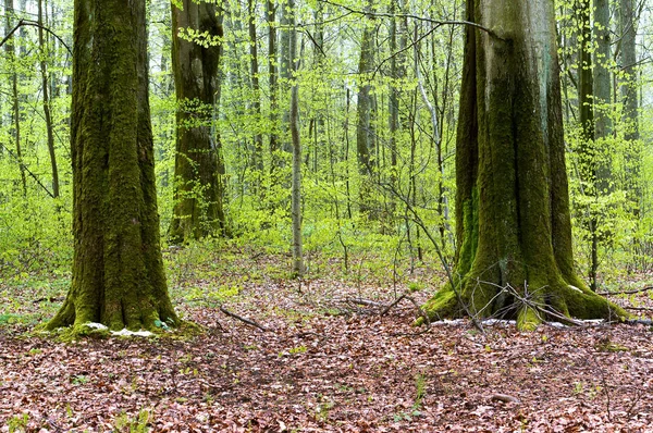 Bosque, árboles, musgo, tallos, líquenes, esfagno, musgo — Foto de Stock