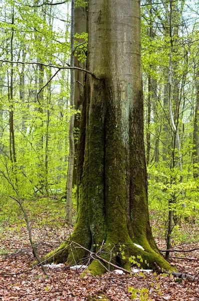 Bosque, árboles, musgo, tallos, líquenes, esfagno, musgo — Foto de Stock