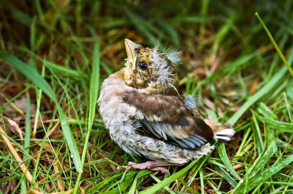 Nestling, Jungtier, Baby, Gras, fiel, sammelte, Federn, Kamm — Stockfoto