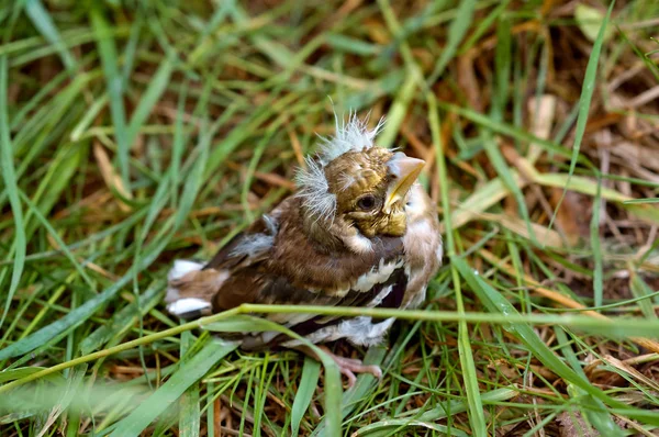 Nestling, fledgling, baby, grass, fell, gathering, feathers, crest — Stock Photo, Image