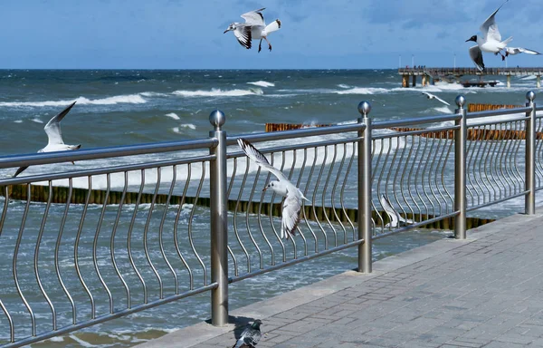 Gaivotas, mar, vento, ondas, passadiço, cais, liberdade, fresco — Fotografia de Stock