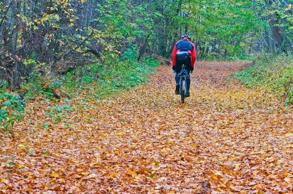 Fiets, val, vakantie, bladeren, gevallen, vers, gezondheid, wandelen — Stockfoto