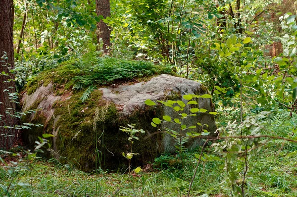 Roca, piedra, adoquín, madera, musgo, enorme, roca, adoquín — Foto de Stock