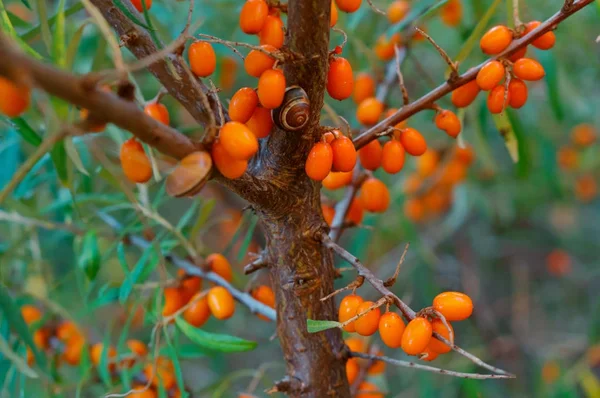 Arancio bacche di olivello spinoso sui cespugli, olivello spinoso — Foto Stock