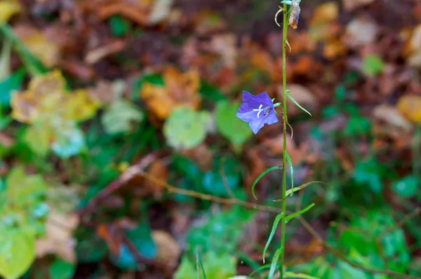 Blue bell w lesie na łące a mokra jesień — Zdjęcie stockowe