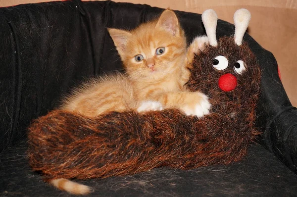 O pequeno gatinho laranja com olhos azuis, gatinho ruiva e brinquedo de pelúcia — Fotografia de Stock