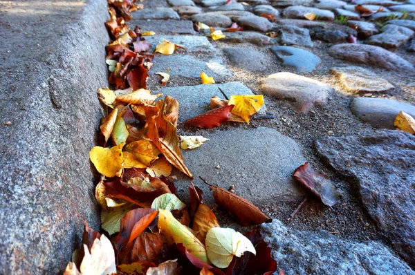 Foglie autunnali cadute sul marciapiede, giallo e rosso lievito autunnale — Foto Stock