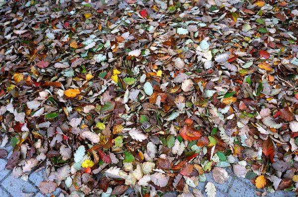 Πέσει φθινόπωρο κίτρινα και κόκκινα φύλλα, φύλλα πεσμένα το φθινόπωρο — Φωτογραφία Αρχείου