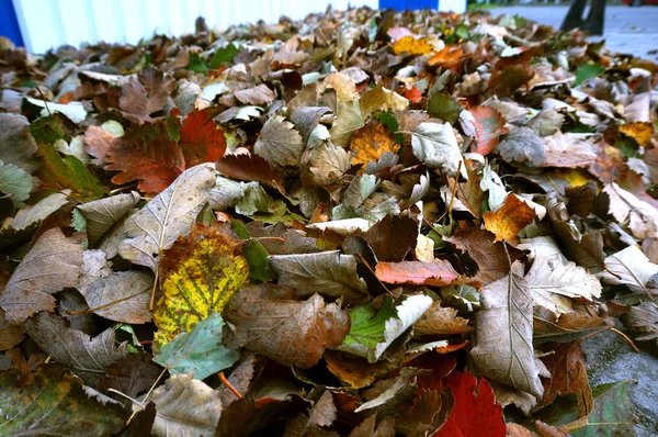 Fallen autumn yellow and red leaves, leaves fallen in autumn — Stock Photo, Image