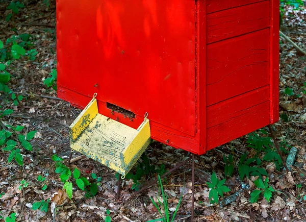 bee apiary in the forest, the houses of bees honey bee farm nature forest