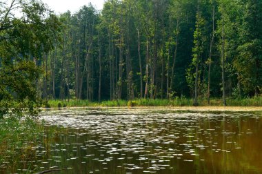 Bataklık, gölet, pitoresk bir gölet ormandaki ağaçların yansıması