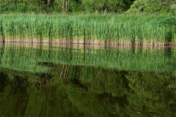 A mocsaras lápot, tükrözi a fákat, a tó, egy festői tó az erdőben — Stock Fotó