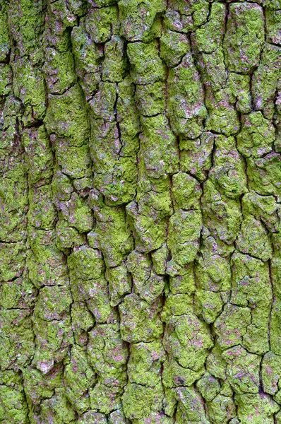 Corteza de árbol de cerca, corteza de árbol cubierta de musgo, liquen en el tronco de árbol —  Fotos de Stock