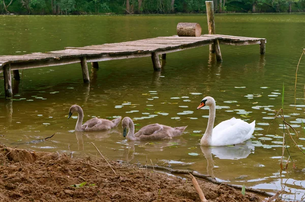 swans came on shore, the swans on the lake with a bridge