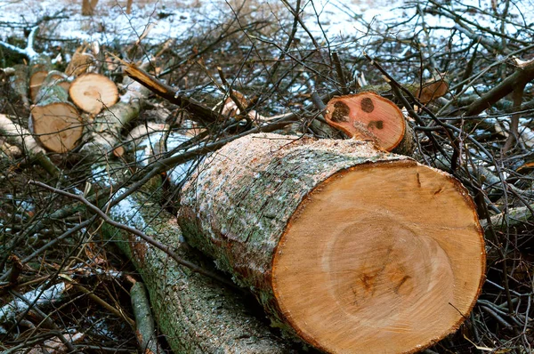 felled trees, deforestation, stumps of felled trees, felled tree trunk