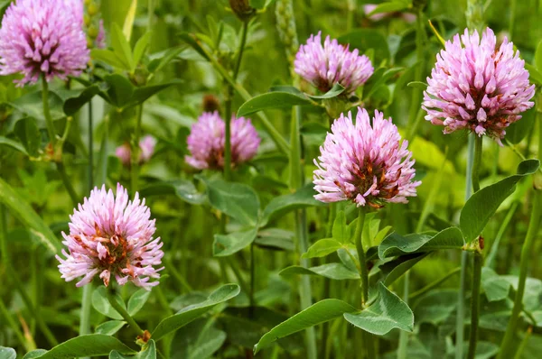 野生の花を覆いピンクのクローバー夏の開花植物 — ストック写真