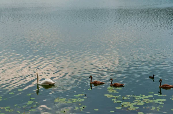 swans came on shore, the swans on the lake with a bridge