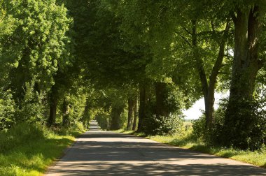 Yolun ortasında bir yoğun orman, yoğun orman, yeşil orman çalılık