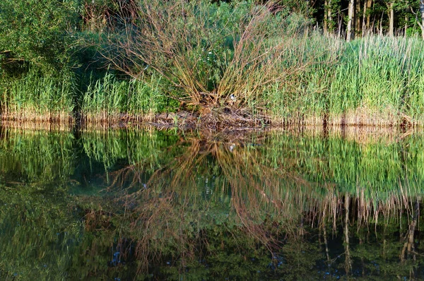 Reflejo de arbustos en el agua, pantanos, bancos de cuerpos de agua — Foto de Stock