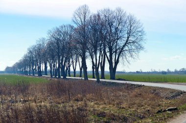 yol üzerinde büyük ağaçlar, ağaçlar üst üste yol boyunca düz dizi
