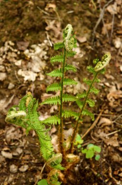 fern bitki bahar, Genç sürgünler bahar büyür.
