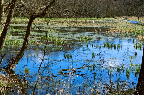 Mooie Reflectie Van Blauwe Hemel Het Moeras Het Groene Bos — Stockfoto