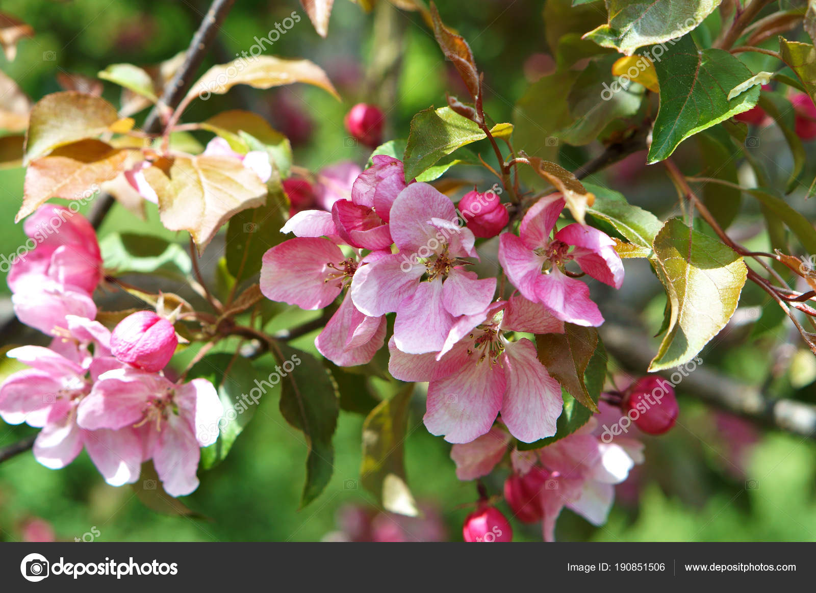 美しい花の画像 最新のhd春の花木 ピンク 美しい花の画像 最新のhd春の花木 ピンク