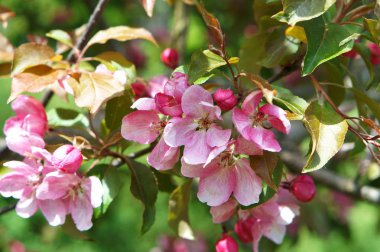 çiçekli ağaçlar bahar, pembe ağaç dalları üzerinde Apple çiçek, pembe çiçekler