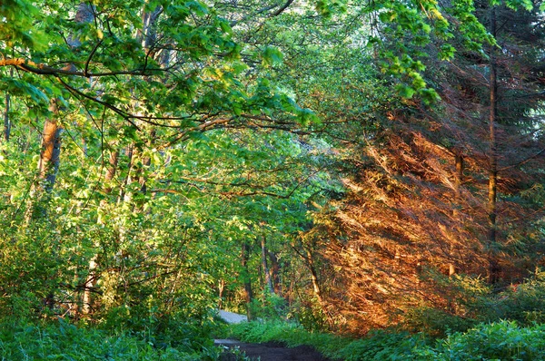 태양의 전나무 소나무 떨어지는 — 스톡 사진