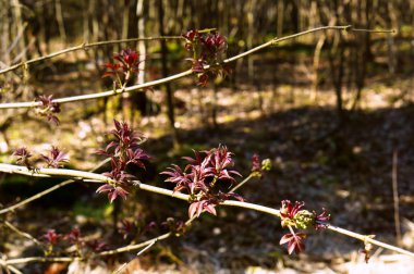 ilk bahar ağacında yapraklarda, Genç kırmızı baharda Bush üzerinde bırakır