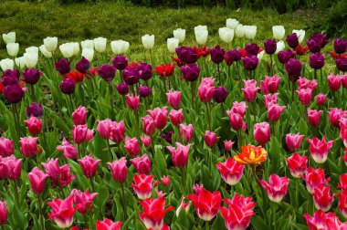 çiçekler bahar, çok renkli lale