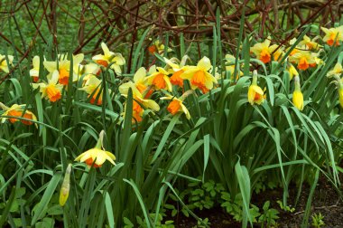 bahar çiçekleri blooming, Narcissus sarı