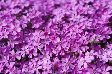 küçük pembe çiçek, arka plan Lila çiçek kökenli