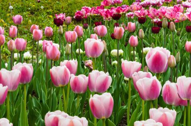 bahar lale pembe, pembe çiçekler