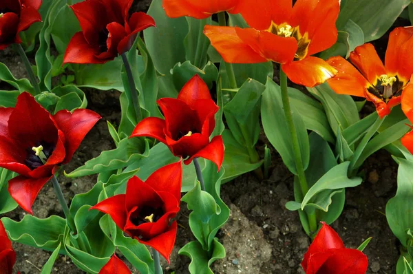 spring flowers tulips, red tulips