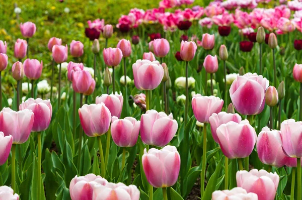 spring flowers tulips pink, pink tulips