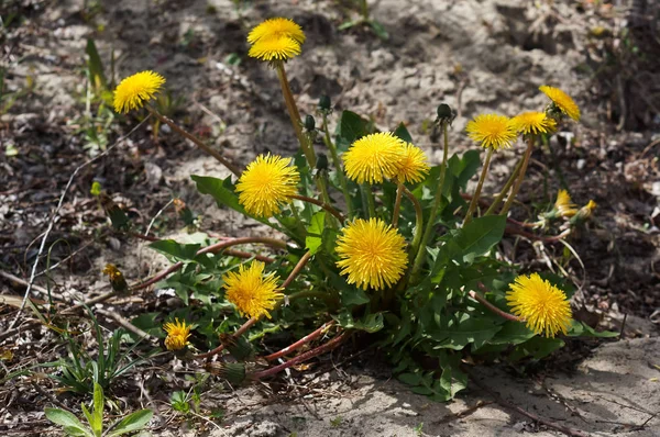 Spring Flowers Blooming Dandelion Yellow — Stock Photo, Image