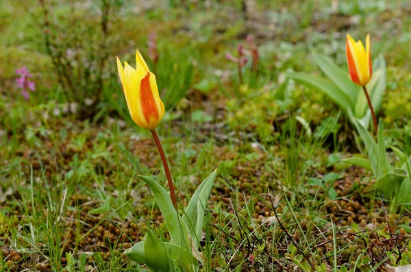 spring flowers tulips, tulips red and yellow