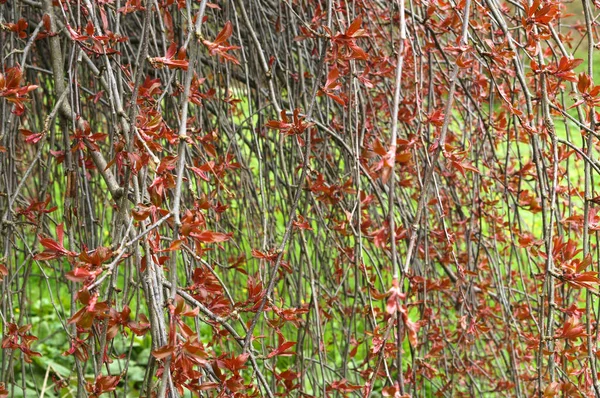 leaves on the branches start to blossom, background of the branches with tiny red leaves