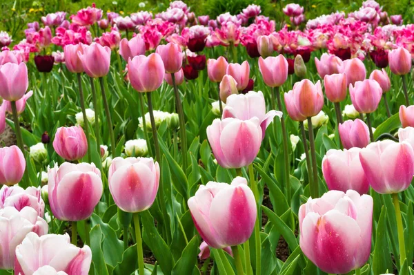 spring flowers tulips pink, pink tulips