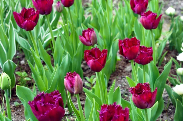 spring flowers fragrance, the red velvet pink tulips