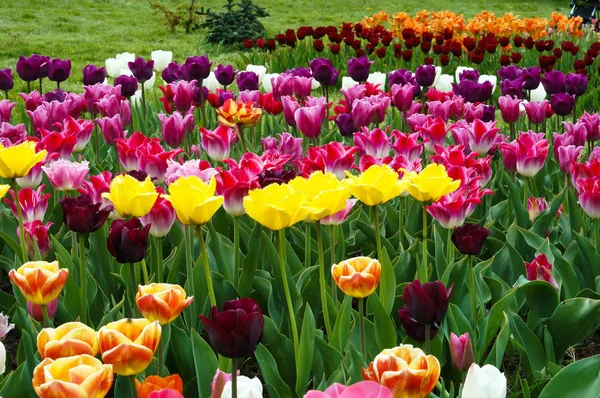 Весняні Квіти Тюльпани Різнокольорові Тюльпани Стокове Фото
