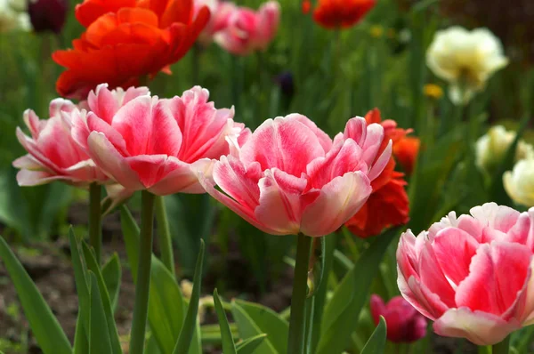 Spring Flowers Fragrance Red Velvet Pink Tulips — Stock Photo, Image